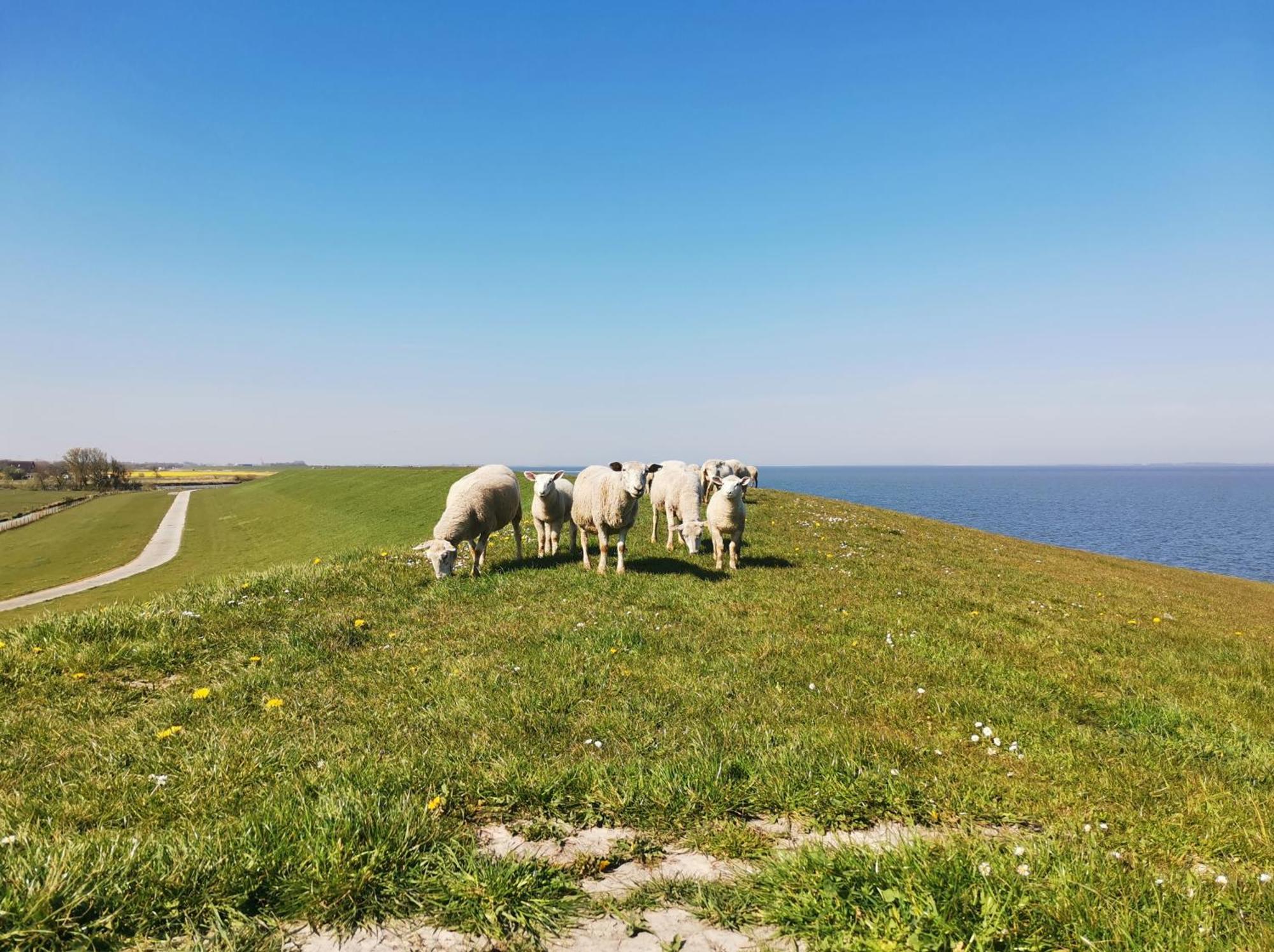Fischerhaeuschen Am Kurpark Neuharlingersiel Luaran gambar
